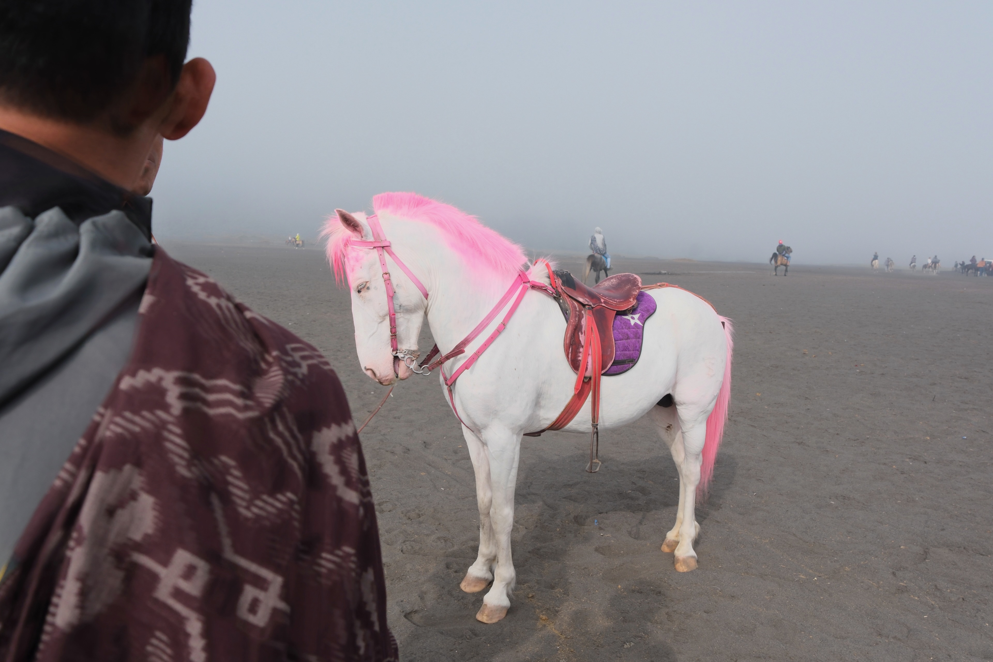 Pink-maned horse on the volcanic sand plain, Mount Bromo